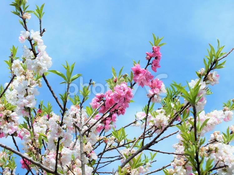 青空に咲く花桃の美しい花 桃,花桃,桃の花の写真素材