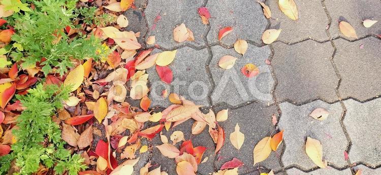 テクスチャ　落ち葉のタイルと雑草 テクスチャ,紅葉,葉の写真素材