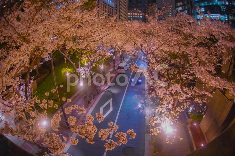 夜桜と街灯の景色 夜桜,街灯,通りの写真素材