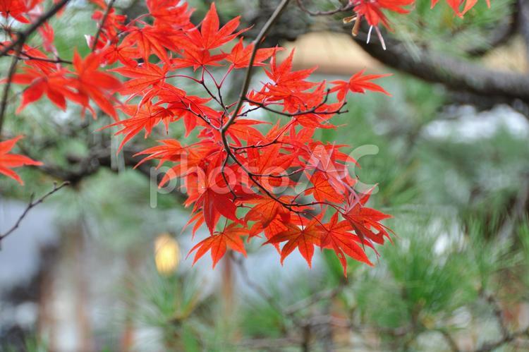 秋のもみじ 秋,紅葉,３色の写真素材