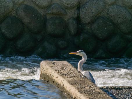水辺のアオサギ 水辺のアオサギ サギ,アオサギ,野鳥の写真素材