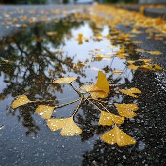 水たまりに映る秋の銀杏の落ち葉 水たまりに映る秋の銀杏の落ち葉の写真