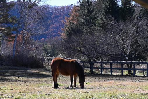 木曾馬 木曾馬,馬,動物の写真素材