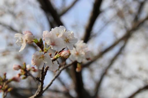 満開の桜 満開,さくら,サクラの写真素材