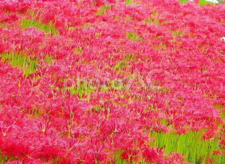 【花の写真】彼岸花が咲く風景 彼岸花,ヒガンバナ,ひがんばなの写真素材