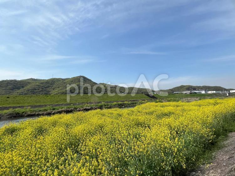 【花の写真】菜の花が咲く風景 菜の花,なのはな,アブラナの写真素材