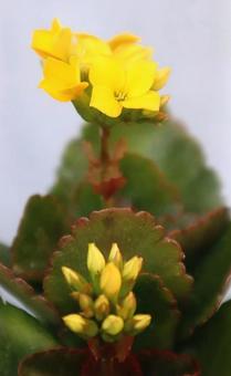胡蝶の舞 カランコエ,花,flowerの写真素材