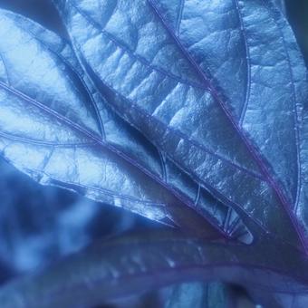 メタリックな輝きの観葉植物 メタリックな輝きの観葉植物の写真