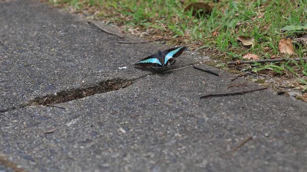 蝶 自然,鮮やか,虫の写真素材