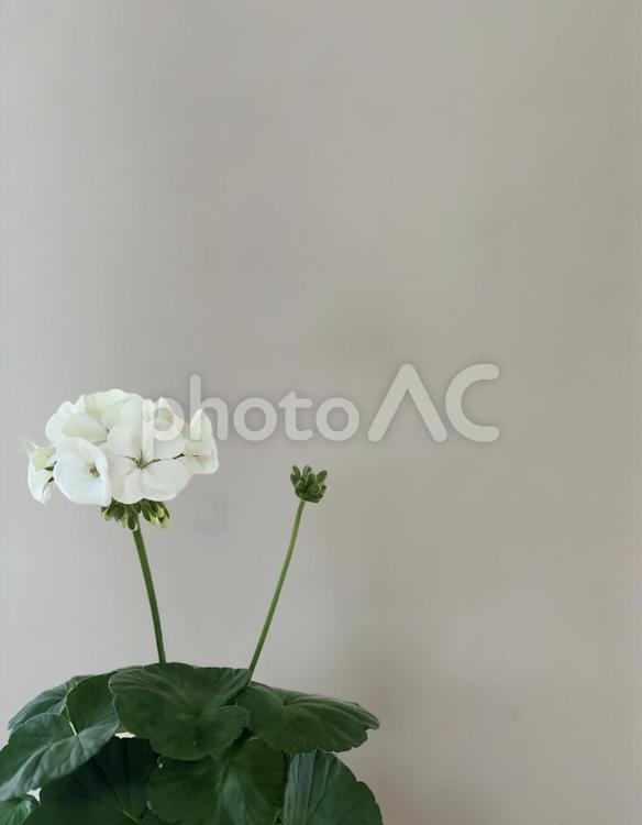 花の背景※白いゼラニウム 花,白い花,植物の写真素材