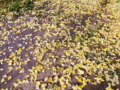 イチョウ イチョウ,銀杏,黄色の写真素材