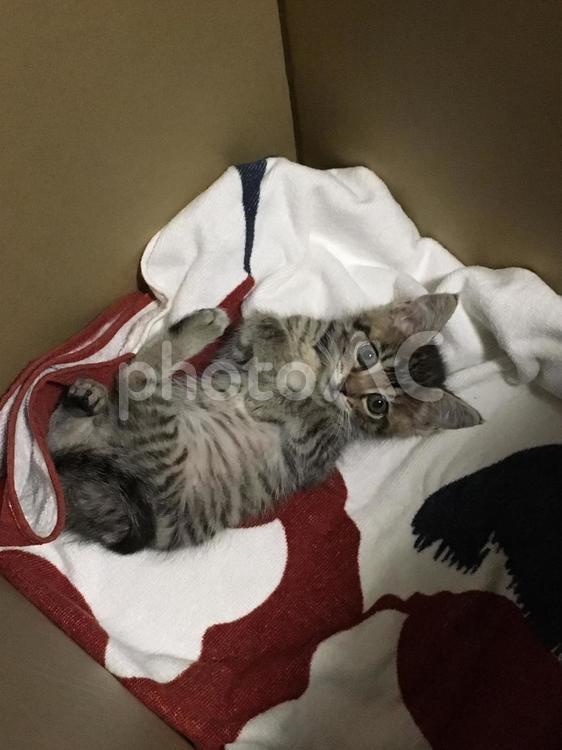 子猫 子猫,キジトラ,雌猫の写真素材