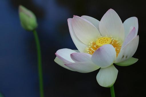 神聖な花 神聖な花 ハス,花,ハス科の植物の写真素材
