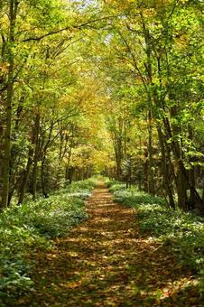 山道 山奥,自然,山の写真素材
