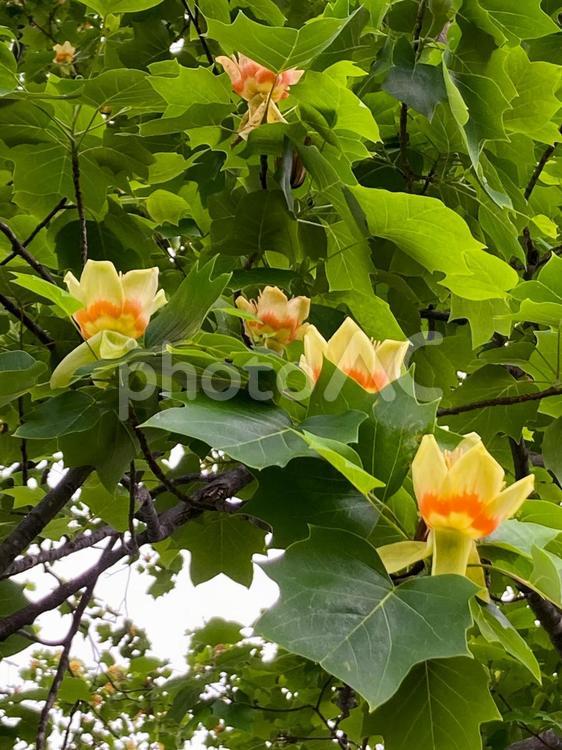百合の木の花 ユリノキ,花,春の花の写真素材