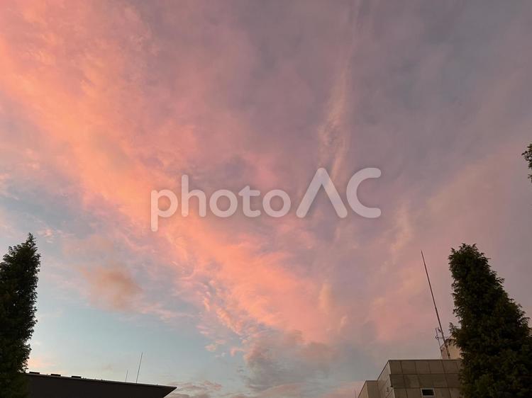 美しい夏のピンク色の夕焼け空 夏,ピンク,風景の写真素材
