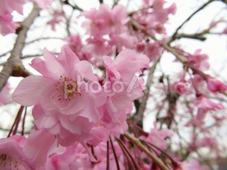 枝垂れ桜 3月,4月,お花見の写真素材
