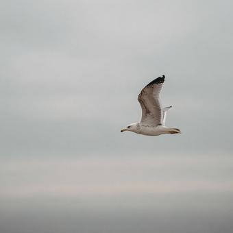 冬の空を舞う一羽のカモメ 冬の空を舞う一羽のカモメの写真