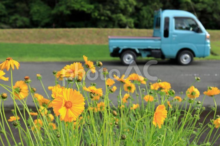 花と車のある風景　オオキンケイギク 花,オオキンケイギク,自然の写真素材