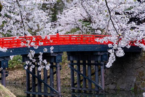 満開の桜と赤い橋 満開の桜と赤い橋の写真