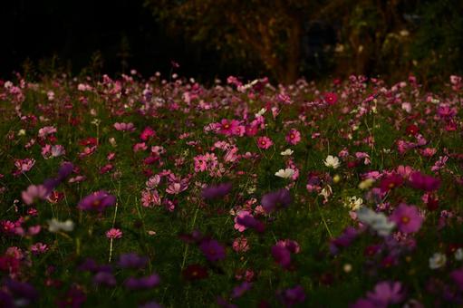 夕焼けの中のコスモス コスモス,秋桜,秋の風景の写真素材