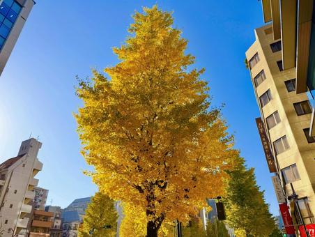 立派なイチョウの木と都心のビジネス街 青空,空,ブルースカイの写真素材