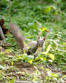 エゾリスの写真