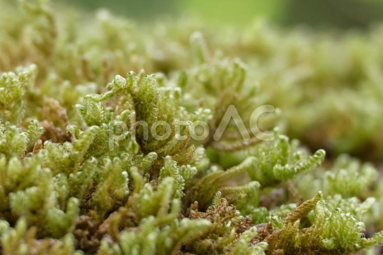 苔テラリウムや苔玉に使うハイゴケのアップ ハイゴケ,アップ,庭の写真素材