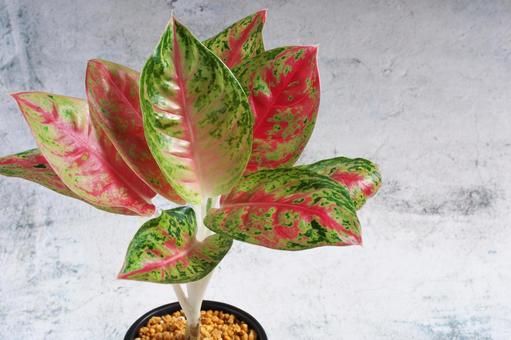 緑と赤のアグラオネマ 観葉植物,葉,装飾の写真素材