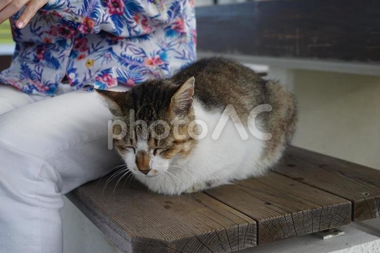 猫と人と椅子 猫,人,椅子の写真素材