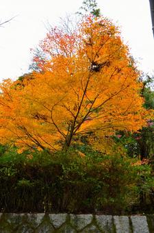 秋・銀杏・紅葉 秋・銀杏・紅葉の写真