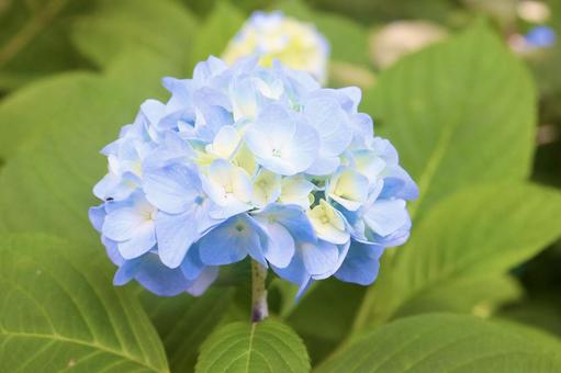 紫陽花 8 紫陽花 8の写真