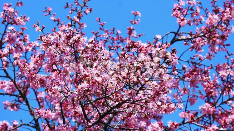 春の公園の風景 さくら,桜,オカメザクラの写真素材
