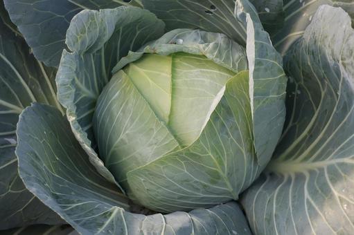 畑の大きなキャベツのアップ 畑,大きな,キャベツの写真素材