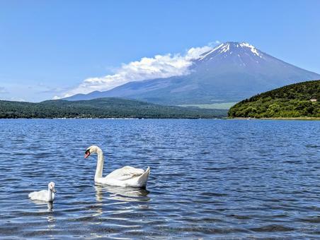 子を見守る親白鳥 子を見守る親白鳥 富士山,白鳥,湖の写真素材