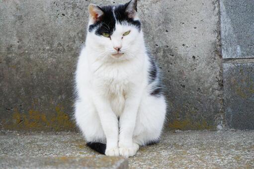 街中で見かけた野良ねこ13　猫素材　背景 ネコ,野良猫,可愛いの写真素材