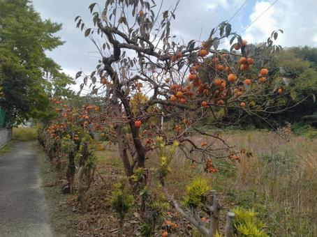 柿の木 柿の木,柿,熊被害の写真素材