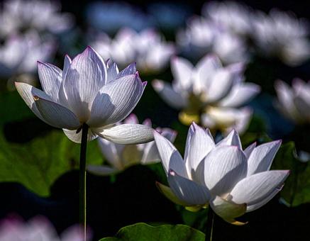 蓮の花クローズアップ 蓮の花クローズアップの写真