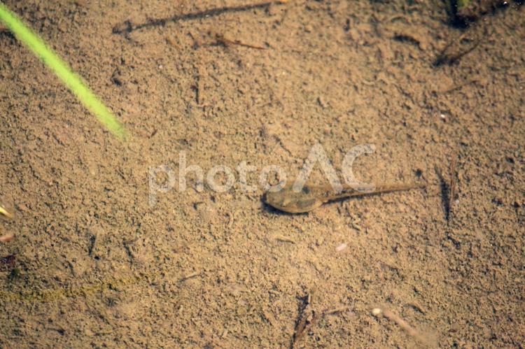 おたまじゃくし　（オタマジャクシ） おたまじゃくし,オタマジャクシ,カエルの写真素材