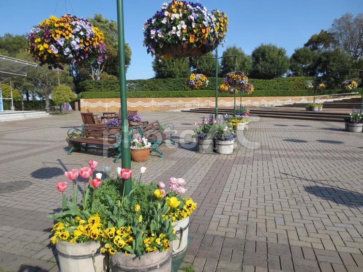 春のお花とベンチのある公園の広場 春,4月,花の写真素材