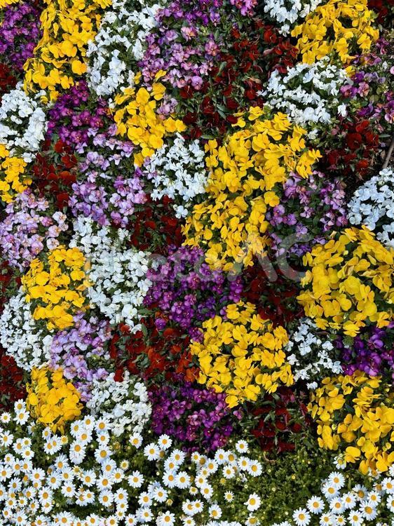色とりどりの花が咲き誇るフラワーガーデン 花壇,色とりどり,ガーデンの写真素材