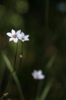 花 花の写真