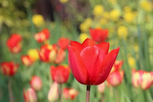 Tulip flowers, JPG Tulip flowers, JPG