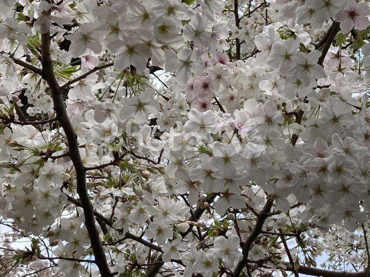 ゴルフ場に咲く桜 桜,さくら,サクラの写真素材