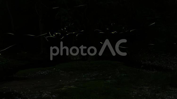 ホタルが向かってくる夜 ホタル,夜,闇の写真素材