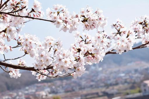 桜 桜の写真
