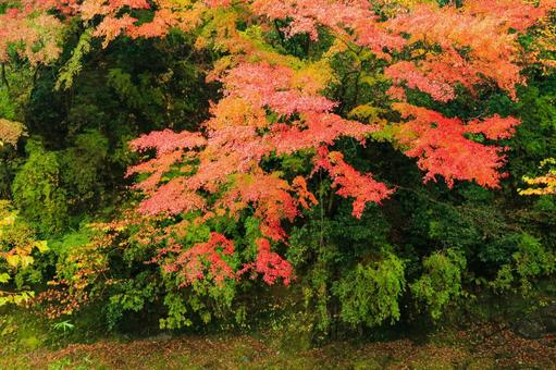養老渓谷 養老渓谷,筒森もみじ谷,紅葉の写真素材