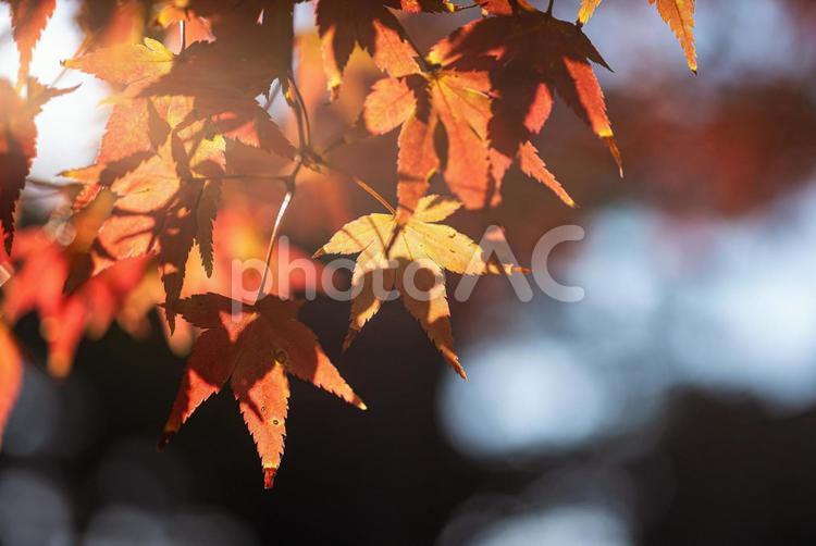 秋の風景　紅葉６ もみじ,紅葉,赤の写真素材