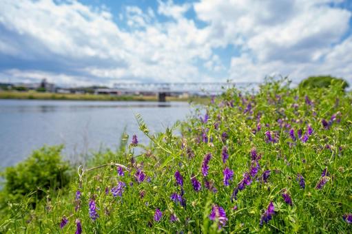 多摩川(調布側) 多摩川(調布側)の写真
