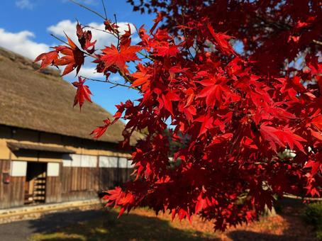 紅葉するモミジと武家屋敷 イロハモミジ,武家屋敷,青空の写真素材
